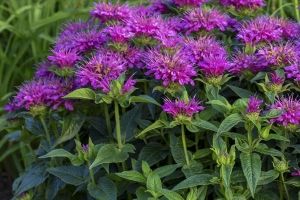 Monarda 'Pardon My Purple' 